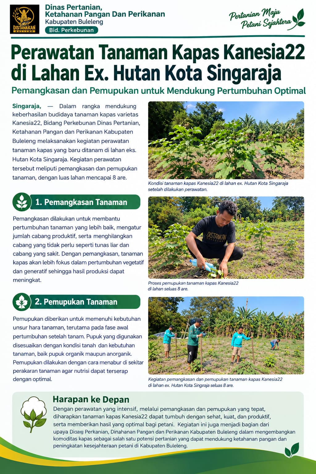 PERAWATAN TANAMAN KAPAS KANESIA22